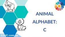 фото Скачать английский алфавит для детей "Животные": буква C