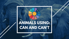 Упражнения животные на английском для детей: "Animals using: can and can't"