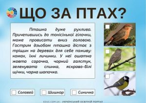 "Що за птах?": дидактичні картки з завданнями для дітей про птахів