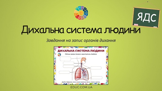 Дихальна система людини завдання на знання органів дихання - EDUC.com.ua