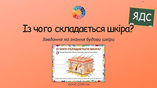 Із чого складається шкіра - завдання для уроків ЯДС - безкоштовно на EDUC.com.ua